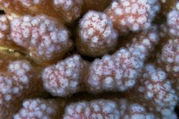 Himbeerkoralle (Pocillopora verrucosa)